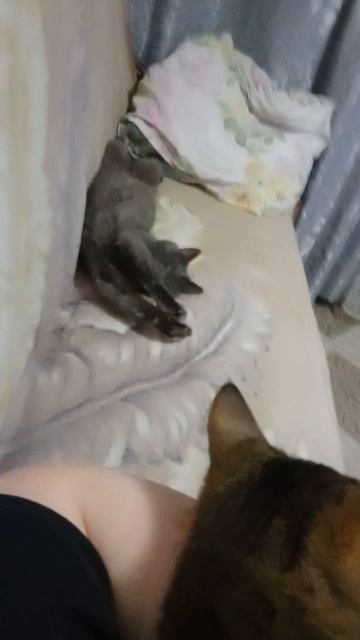 доброй ночи.