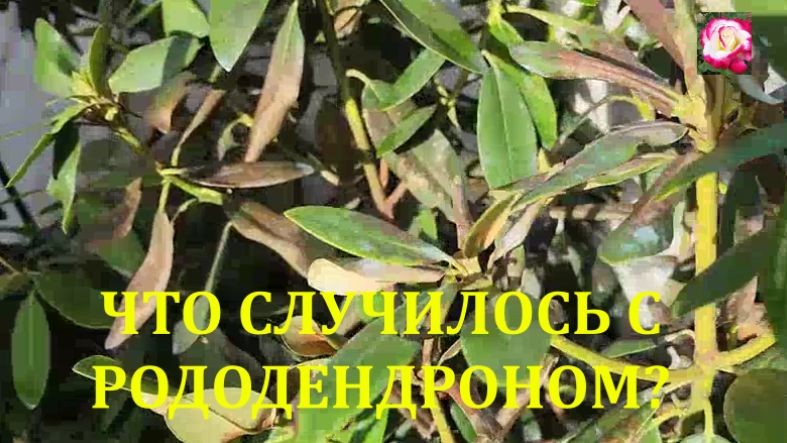 РОДОДЕНДРОН ПОСЛЕ ЗИМОВКИ