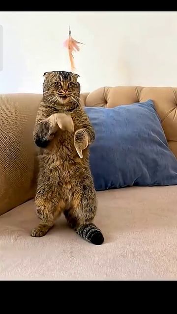 Кот хочет сказать