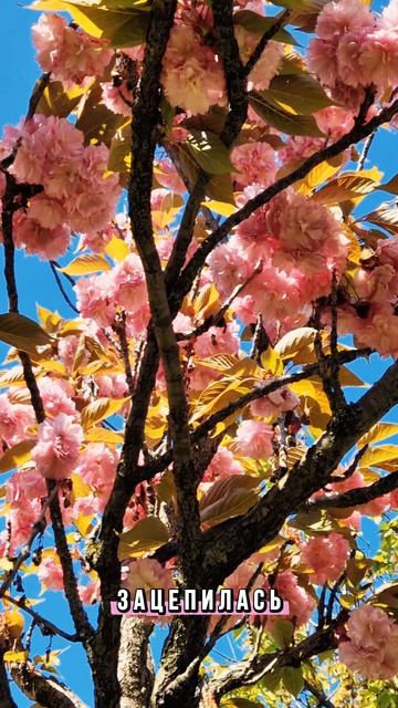 В этом году казалось....mp4