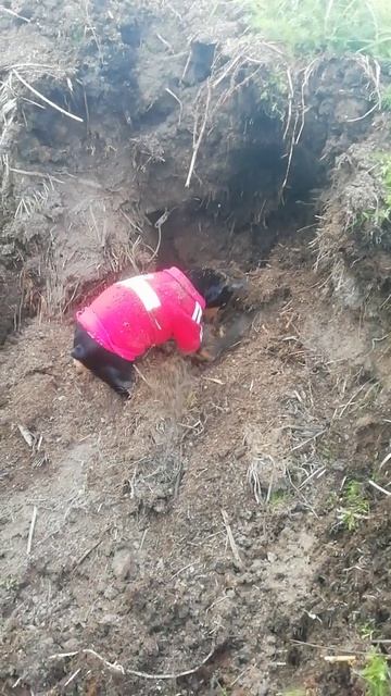 Прада ищет клад. 23-04-2026