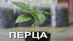🌶Уход за рассадой ПЕРЦА после пикировки!🌿