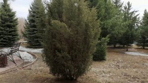 Закат вчера, росточки и парк Чудес. Кемерово