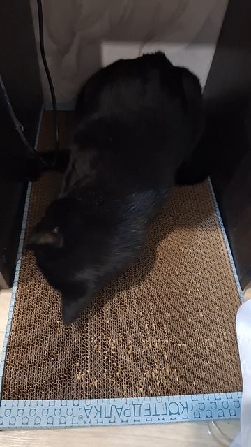 Кот в восторге от когтедралки!❤️