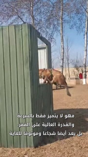 🐕Герои на четырёх лапах: как тренируют служебных собак