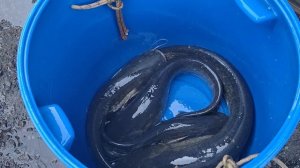 Зарыбление СОМОМ 21.04.2026г.