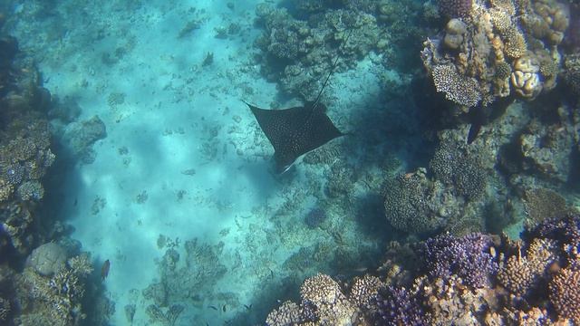 Скат Anivar minus