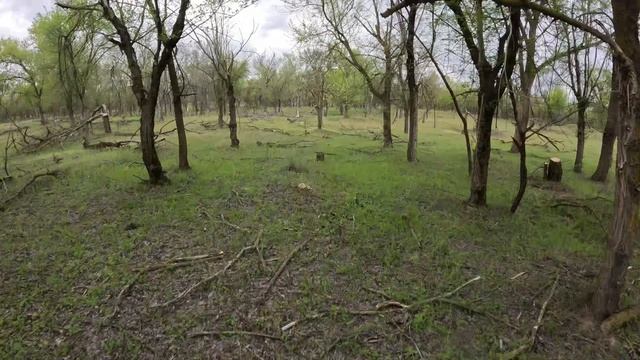 заяц погоня