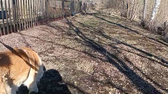 Немного весны  в ленту.Прогулка по лесу.