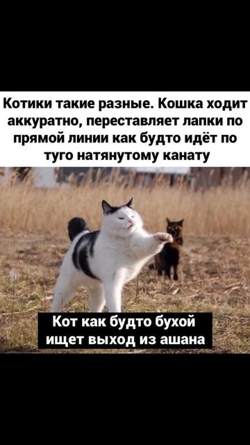 Кошечка меня лечит) Приколы с котами