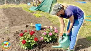 Черенкую розы весной, посеяла томаты на рассаду