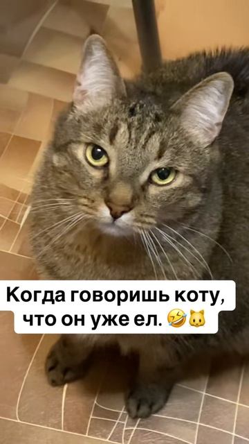 Когда говоришь коту что он уже ел