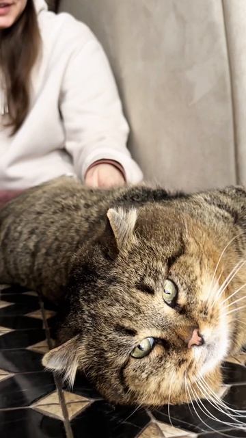 КОТейская мудрость