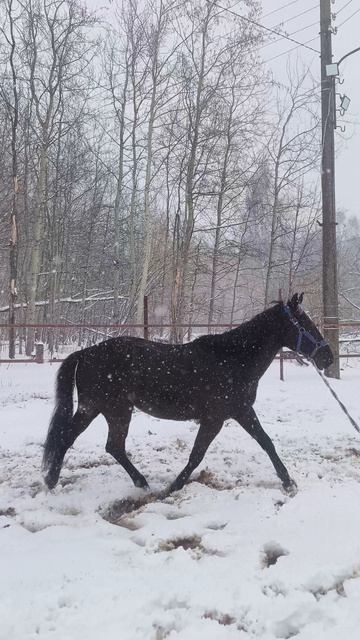 Оксана Новикова и Рокас Вэлл, снова весенний снегопад.