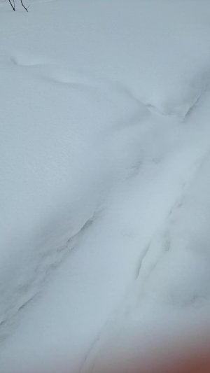 гуляю с собакой апрель