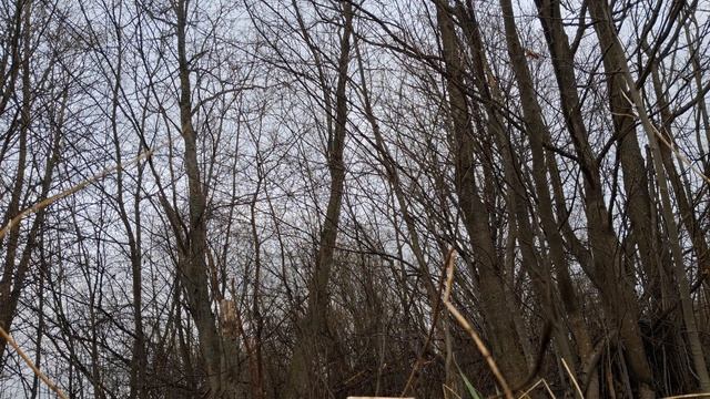 Весенняя мелодия птиц.