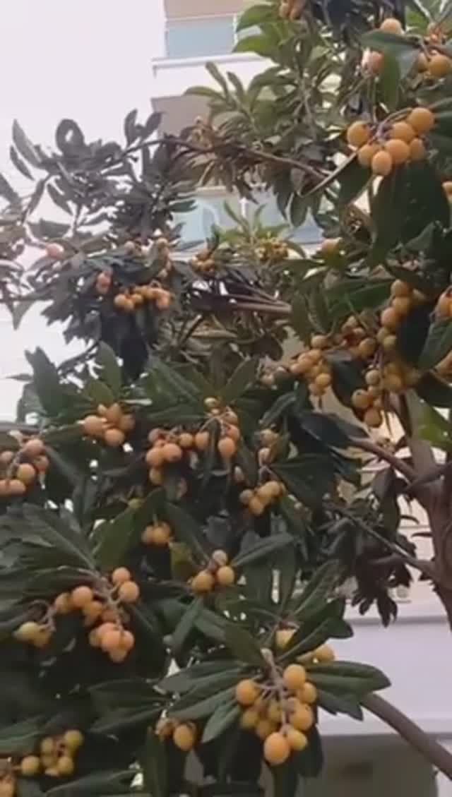 ПОСПЕЛА МУШМУЛА. ТУРЦИЯ