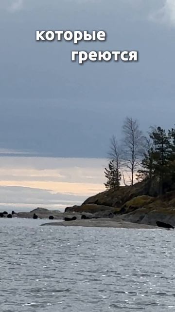 Вот зачем все едут в Ладожские шхеры. Очаровательные нерпы греются на солнце 😍