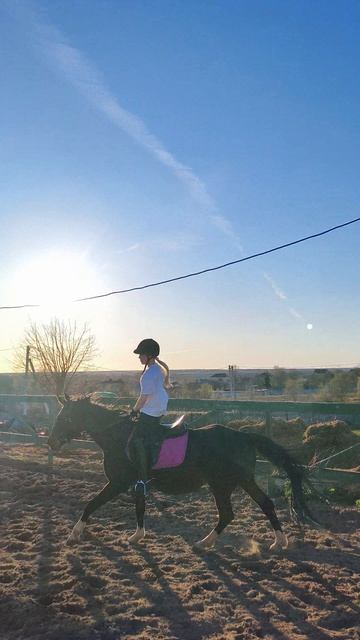 София и Флейта галоп в полевой посадке на плацу по вольту.