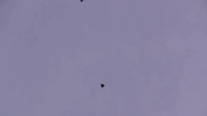 курские голуби 19 и 23 апреля 2026г.