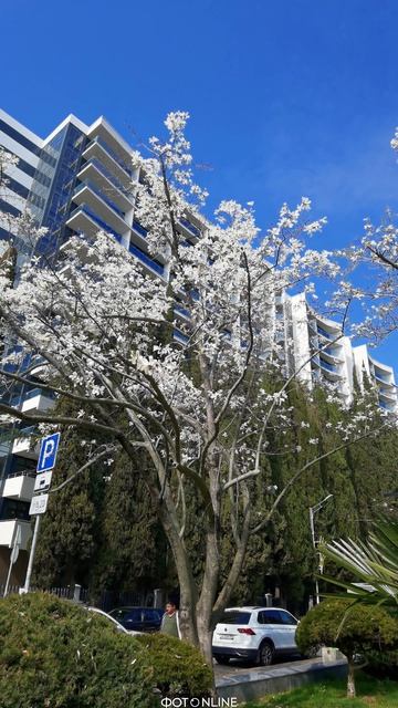 Адлер. Март 2026