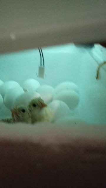 мои первые цыплята вылуп.mp4