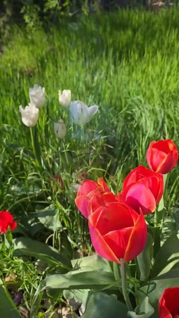 Утренний сад Универсолис и пирамида, Одесса. Марина Колесник. МНШУ