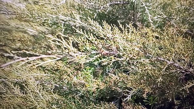 Рыма Чек - булочку соседки не даст