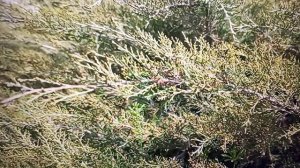 Рыма Чек - булочку соседки не даст