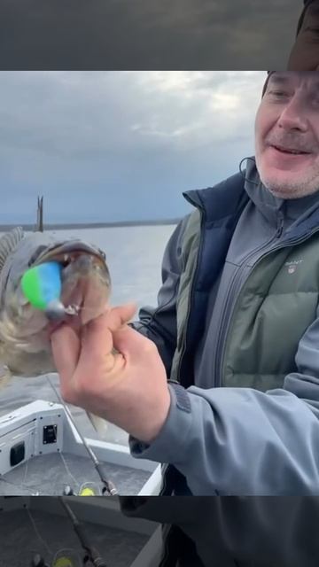 Утренний судак. Любовь и нежность!.