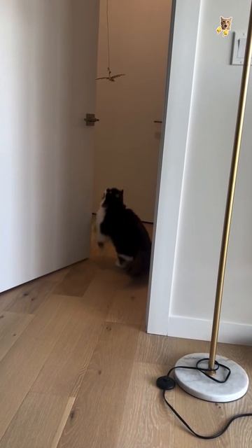 Игривые котэ.😻Веселые котики. Коты хулиганы! Невероятные трюки! #кот #хулиган #трюк #смех #short