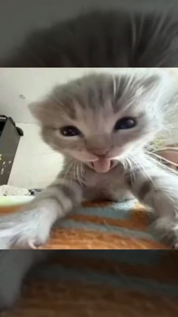 Чёрно белые розы я тронута