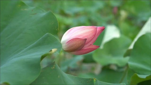 Крадник Удачи. 7 признаков того, что вашу силу воруют.