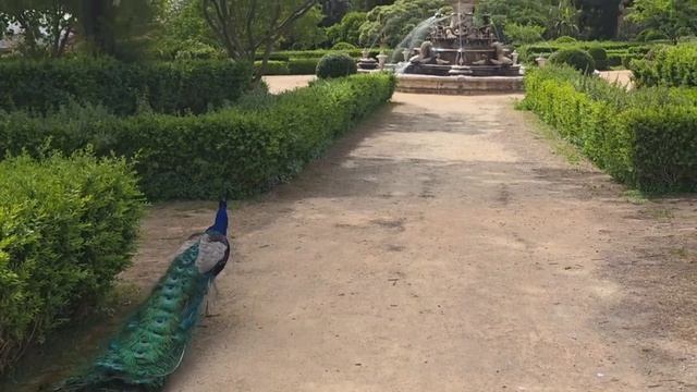 Ботанический сад Ажуда при нац. дворце Лиссабона. Марина Колесник с семинаром по Универсологии. МНШУ