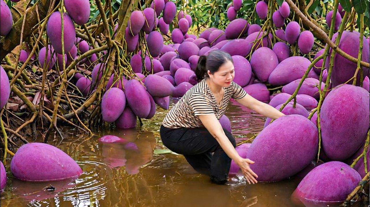 Сбор урожая редких фиолетовых манго  Сбор свежих манго и рецепт деревенского салата с манго.