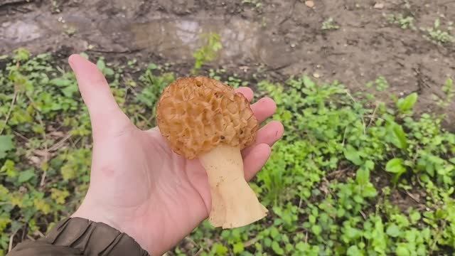 Нашли немного Сморчков и ТСЖ смотреть онлайн
