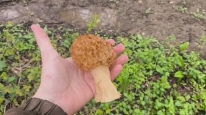 Нашли немного Сморчков и ТСЖ