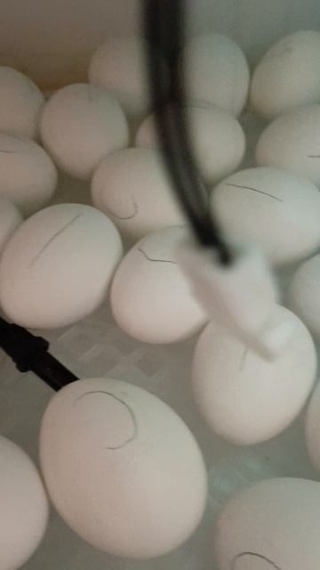 мои первые цыплята.mp4