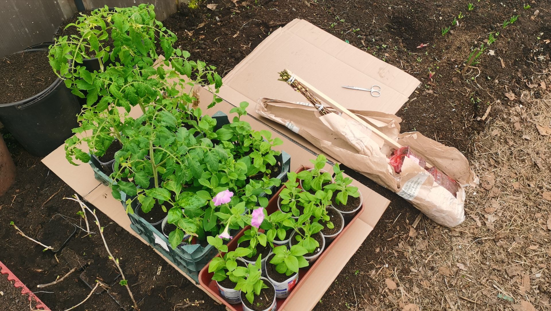 Переношу рассаду в теплицу 23 апреля посылка с саженцами от Омского садовода.