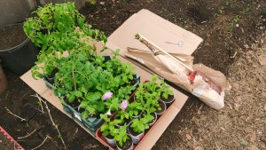 Переношу рассаду в теплицу 23 апреля посылка с саженцами от Омского садовода.