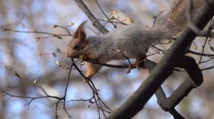 Как белка строит себе гнездо