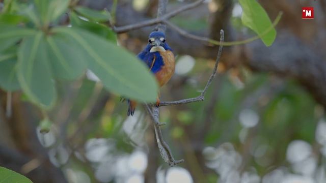 Рыба брызгун. Стратегия и тактика
