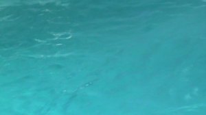 81)ё ЛАЗАРЕВСКОЕ ДЕЛЬФИНАРИЙ