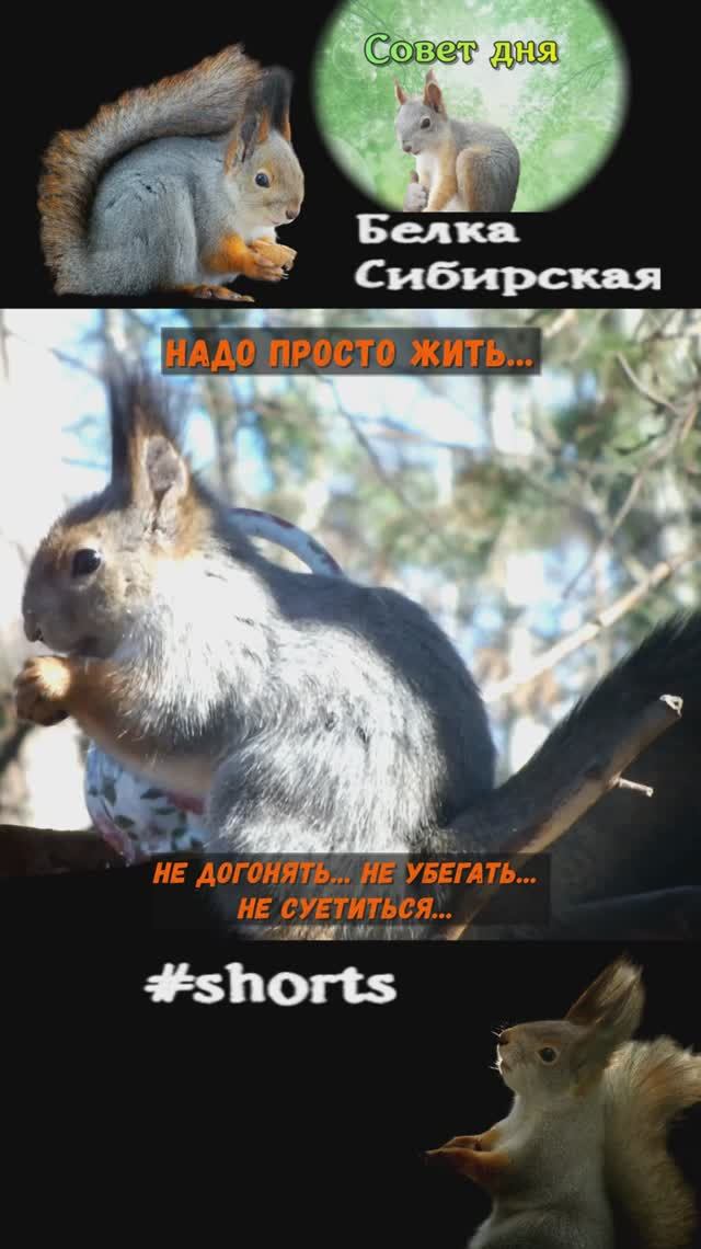 Белка ест под солнышком