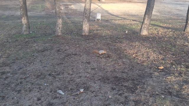 Самые смелые и наглые белки Воронежа. Что она творит