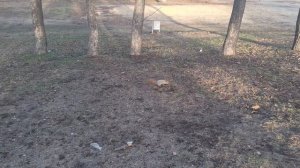 Самые смелые и наглые белки Воронежа. Что она творит