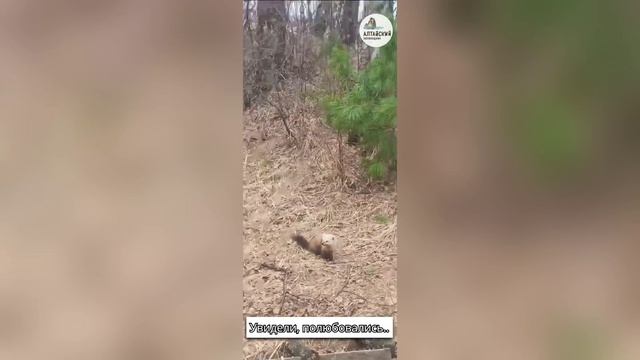 Соболь из тайги навестил госинспекторов Алтайского заповедника