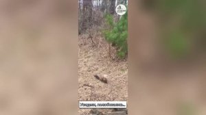 Соболь из тайги навестил госинспекторов Алтайского заповедника