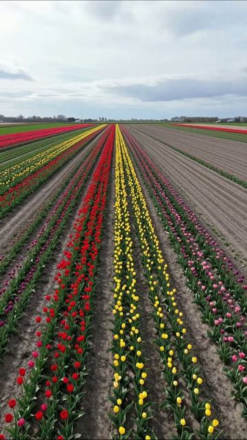 Цветущие тюльпаны: весеннее чудо природы тюльпаны природа весна