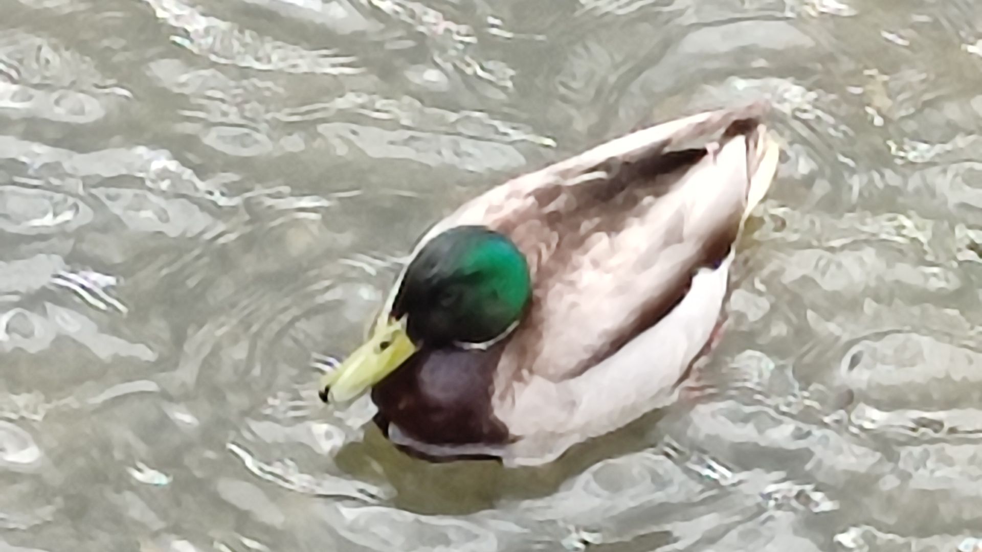 Дикие утки в апреле! "Царство" селезней!